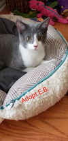 E.B. ~ Adopt me!!