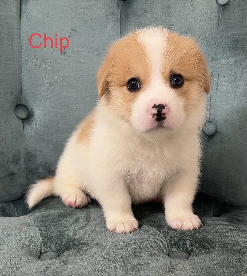 Chip - Cute! Cute! Cute!