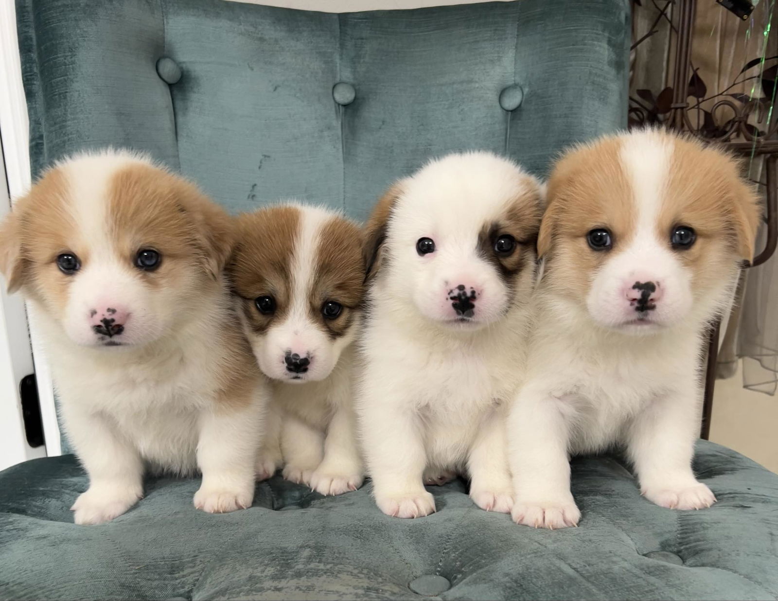 Dog for Adoption - Honey Bun - How cute!?!, a Great Pyrenees in Toms ...