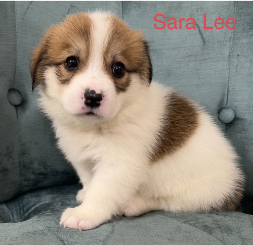 Sara Lee