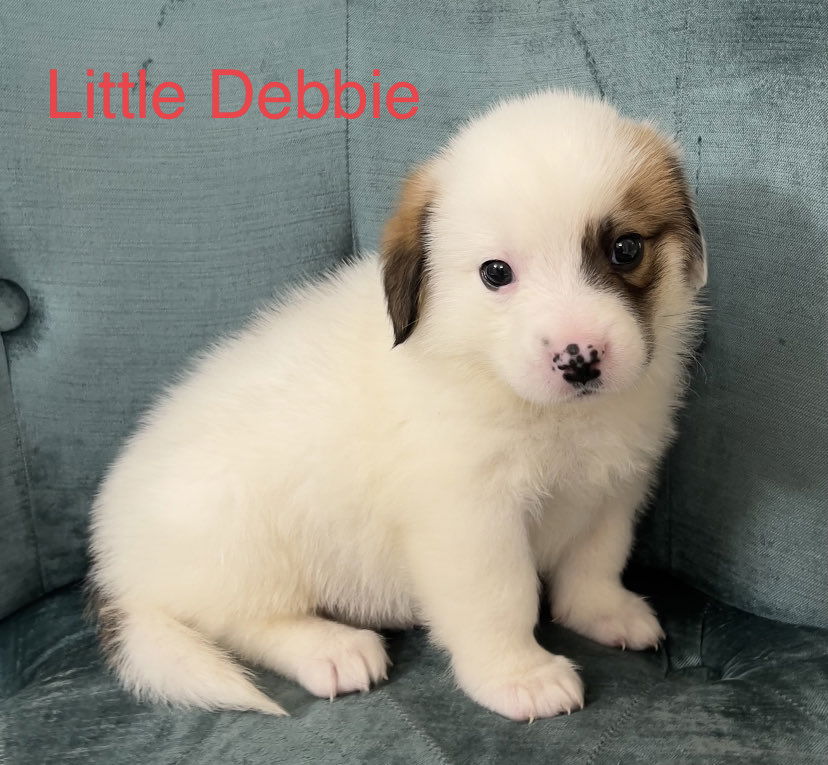 Dog for Adoption - Little Debbie now Goldie, a Great Pyrenees in ...