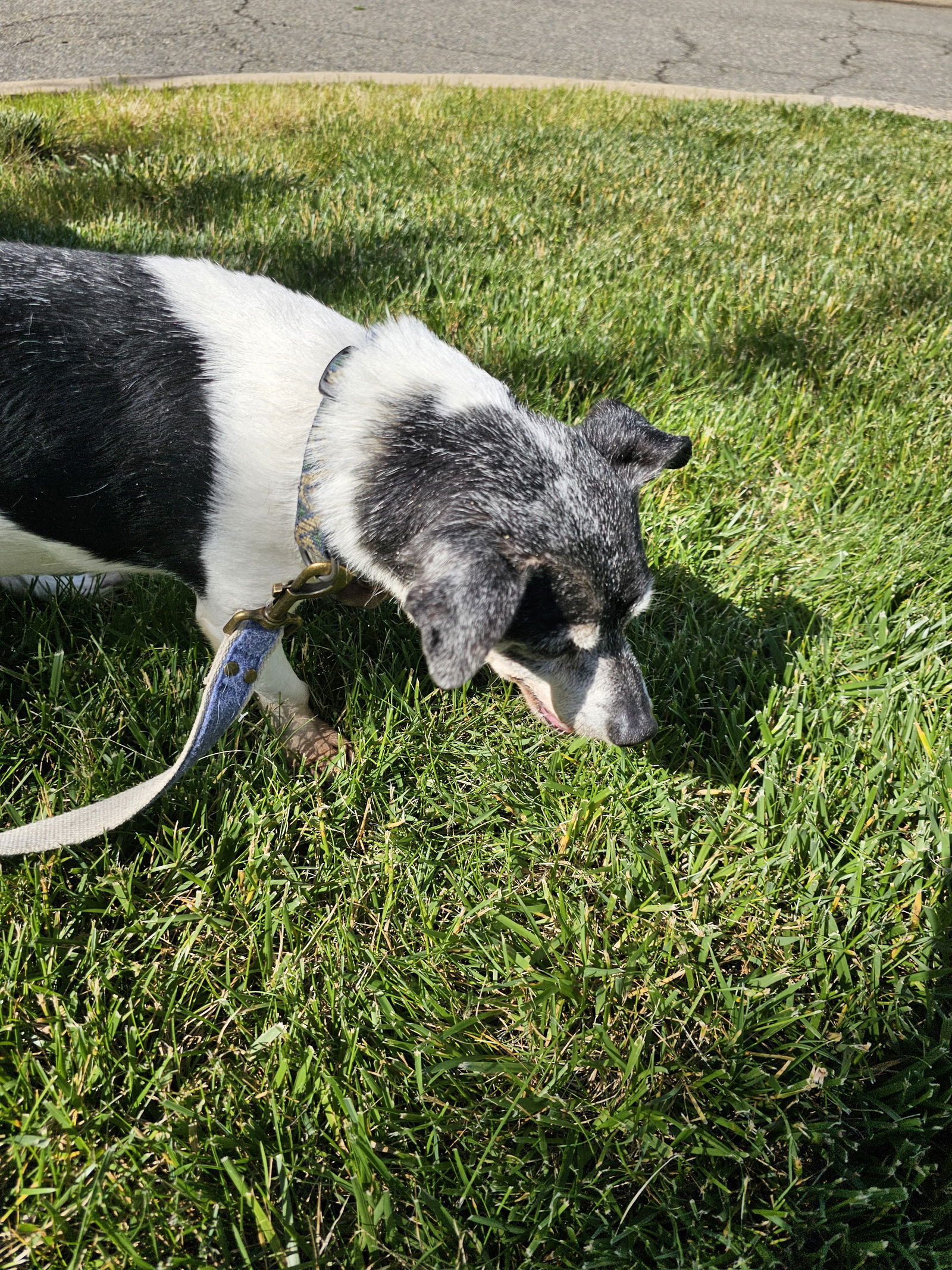 Dog for Adoption - Jack - What a Gentleman!, a Rat Terrier in ...