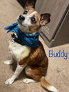 Buddy - Best Bud Potential!