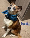 Buddy - Best Bud Potential!