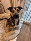 adoptable Dog in , LA named Odessa (Shepard) - Oh what a beauty!