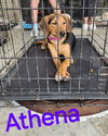 Athena