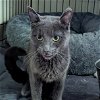 STARFISH - Stunning kitty!