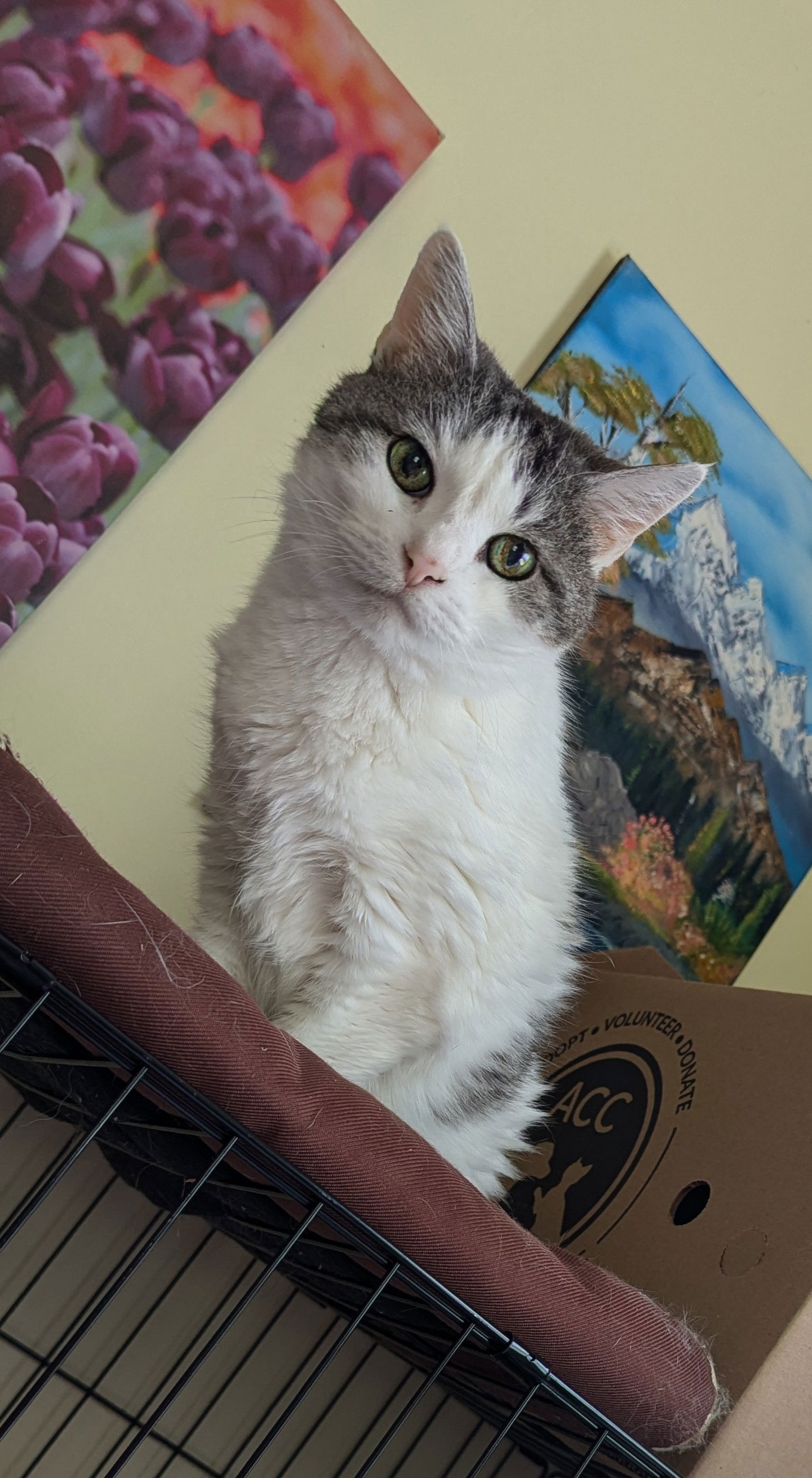 adoptable Cat in Oakhurst, NJ named NOONEY - Fabulous Girl!