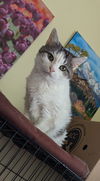 adoptable Cat in  named NOONEY - Fabulous Girl!