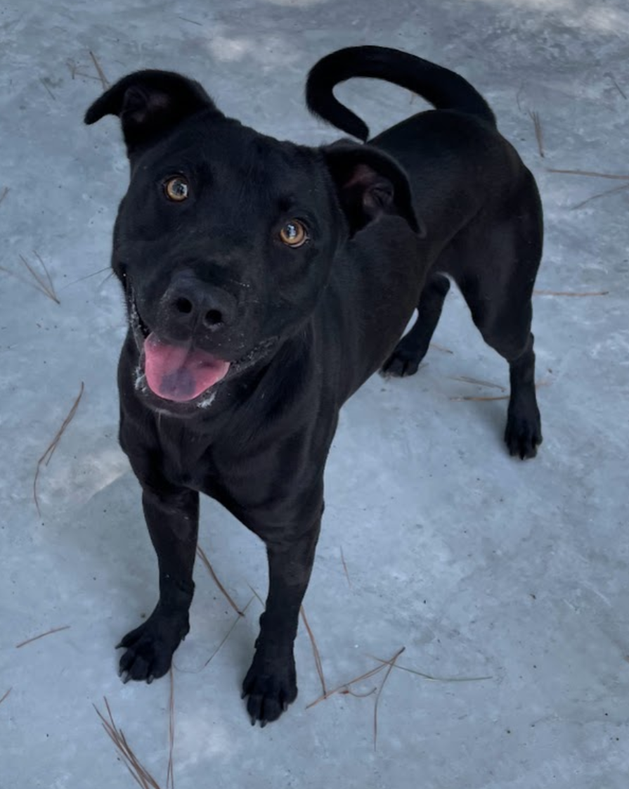 Dog for Adoption - CJ - Shelter Favorite!!, a Labrador Retriever in ...