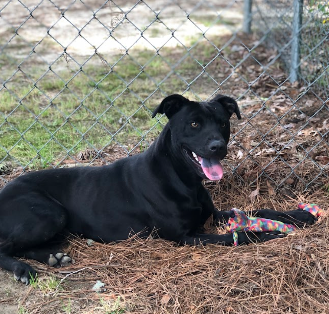 Dog for Adoption - CJ - Shelter Favorite!!, a Labrador Retriever in ...