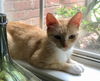 CLEMENTINE- Great kitty!!