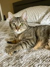 PEPPER ~ Gorgeous kitty!