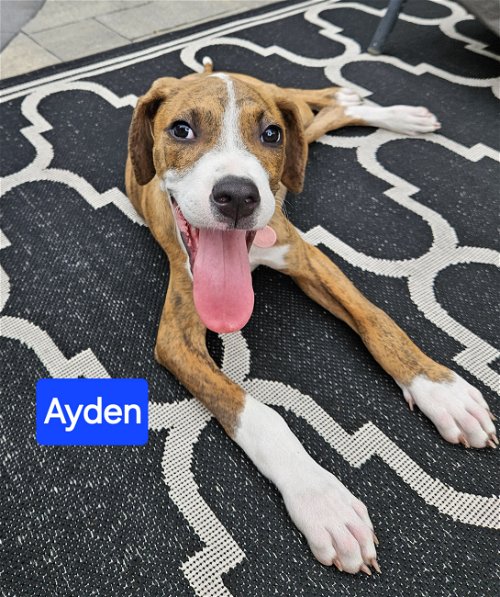 Ayden - Amazingly sweet pup!