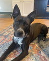 Jack - Adoption Pending!