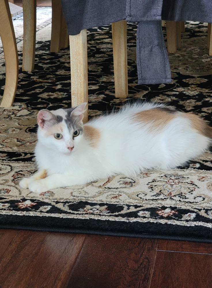 adoptable Cat in Oakhurst, NJ named SYMPHONY ~ Stunning !!