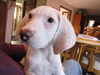 Albie