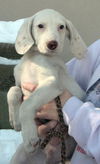 Albie