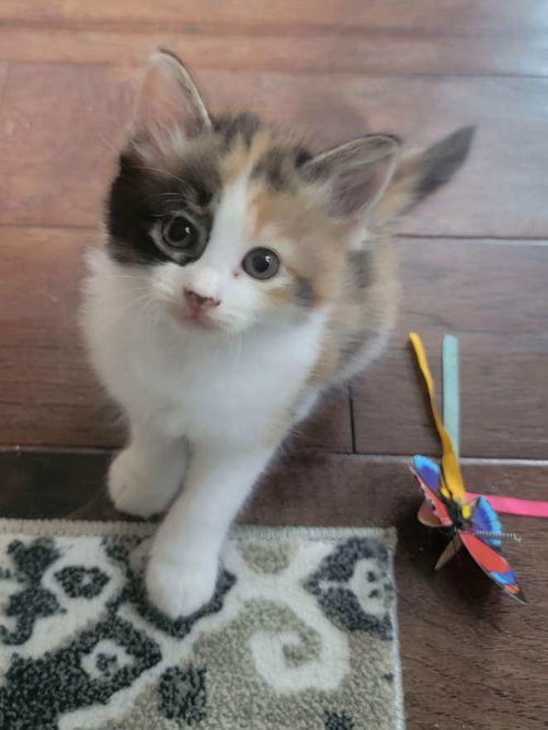 MISS GAGA ~ Precious Kitten!
