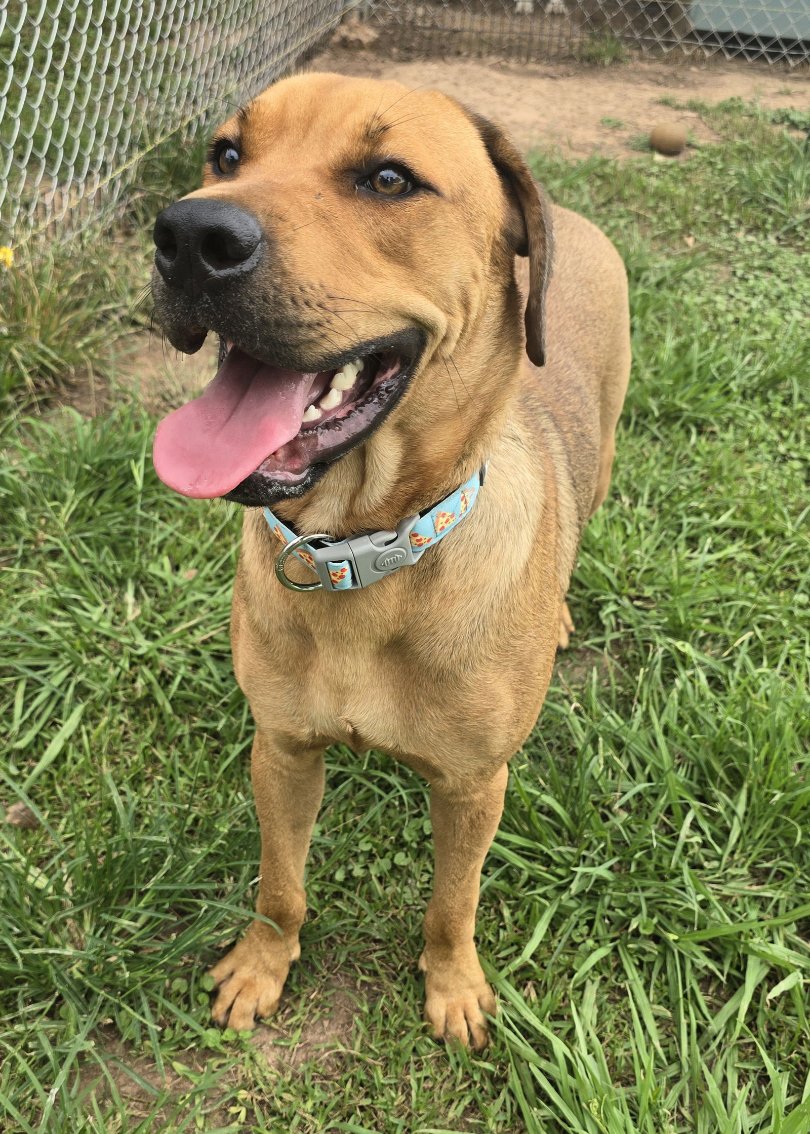 adoptable Dog in Oakhurst, NJ named Otis - Awesome Boy!