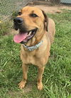 adoptable Dog in  named Otis - Awesome Boy!