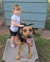 adoptable Dog in  named Grady - Handsome Hound!!