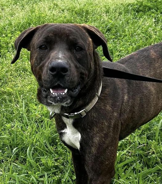 adoptable Dog in Oakhurst, NJ named Buffalo - Big Handsome Boy!