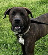 adoptable Dog in  named Buffalo - Big Handsome Boy!