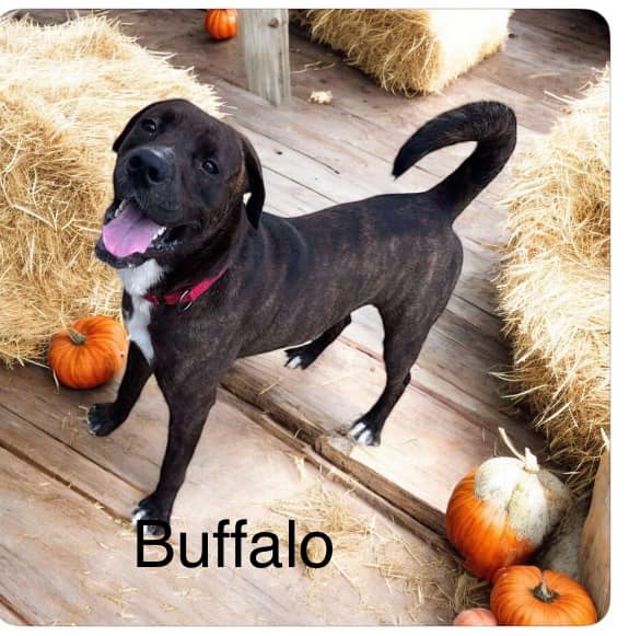 adoptable Dog in Oakhurst, NJ named Buffalo - Big Handsome Boy!