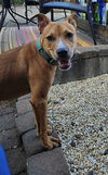 adoptable Dog in , NJ named Nelson - Now I