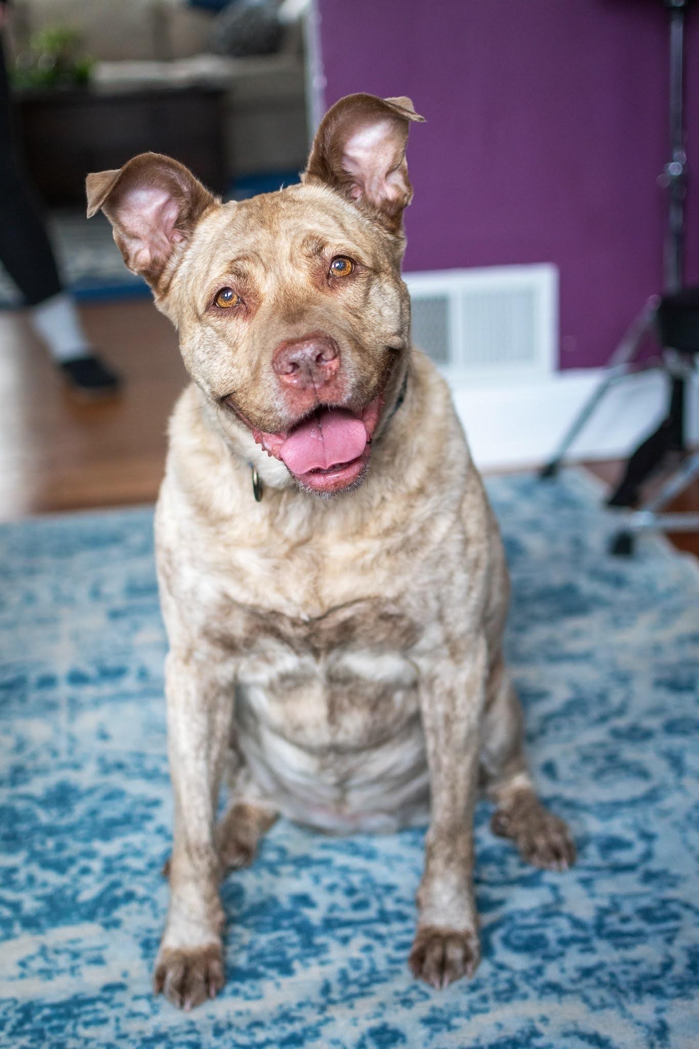 adoptable Dog in Oakhurst, NJ named Odessa (Brindle) - Senior Gal