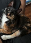 adoptable Cat in , NJ named POPPY ~ Gorgeous!