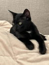 adoptable Cat in , NJ named MADDIE ~ Adorable!