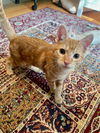 adoptable Cat in Oakhurst, NJ named GIZMO ~ So Cute!