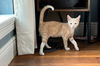 TODD ~ Great kitten!