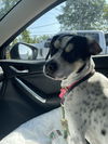 Max - Bubbly Beagle Adoption Pending