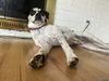Max - Bubbly Beagle Adoption Pending