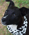 adoptable Dog in Oakhurst, NJ named Alex - Pup in a Tux!