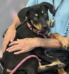 adoptable Dog in , NJ named Gena Grace -