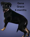 Gena Grace - Great Pup!