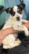 adoptable Dog in , NJ named Haze - Heeler Pup!!