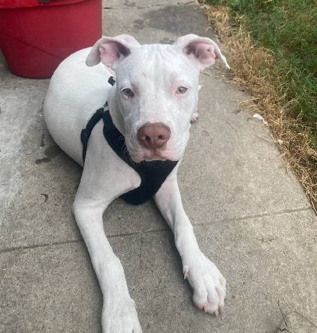 adoptable Dog in Oakhurst, NJ named Snoop Dogg - Special Boy!