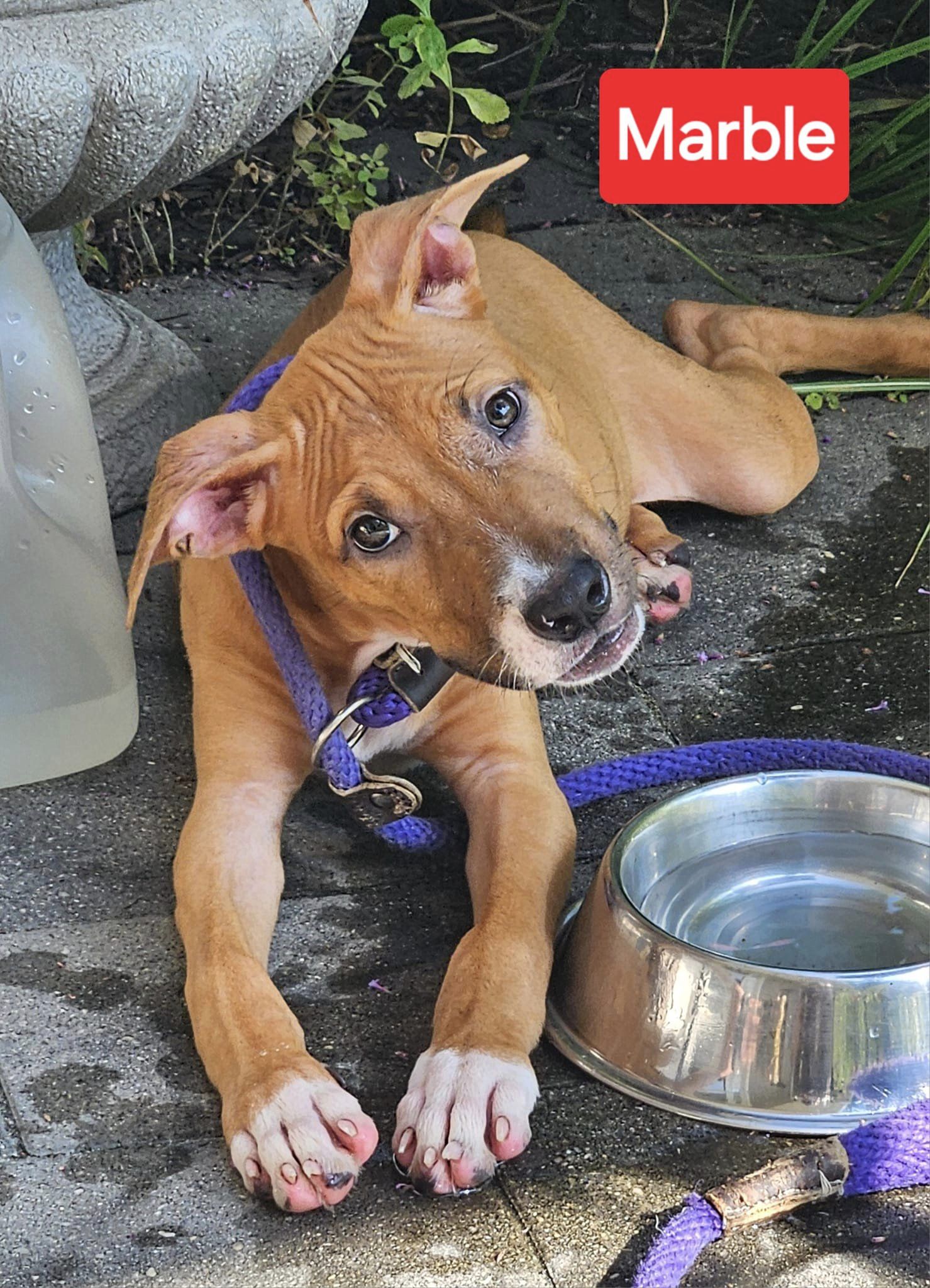 adoptable Dog in Red Bank, NJ named Marble - Marvelous Pup!