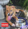 Marble - Marvelous Pup!