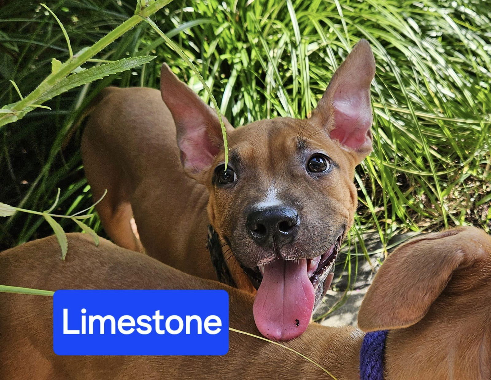 adoptable Dog in Red Bank, NJ named Limestone - Lovely Lad!