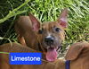 Limestone - Lovely Lad!