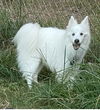 adoptable Dog in Oakhurst, NJ named Ghost - Great Boy!