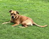 adoptable Dog in  named Cecilia - Sweet Babe!