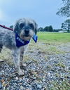 adoptable Dog in , NJ named Denny - Darling Boy!