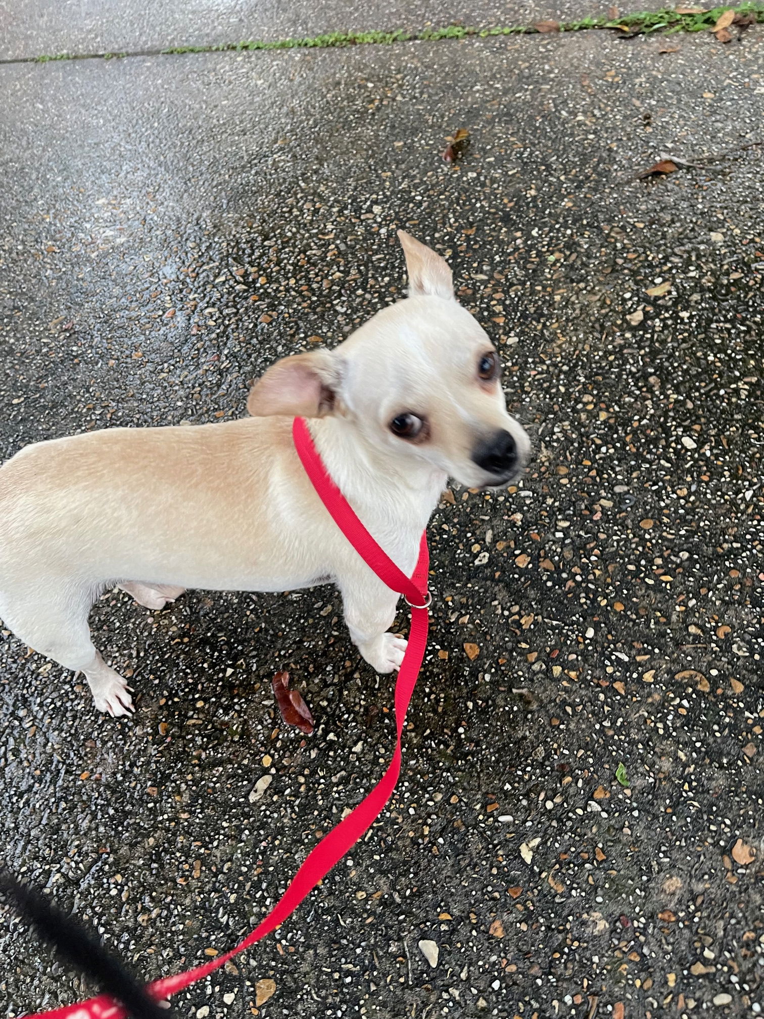 adoptable Dog in Oakhurst, NJ named Jackson - I'm in love!